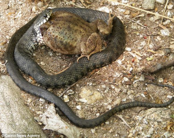 瑞士一条蛇吞大蟾蜍