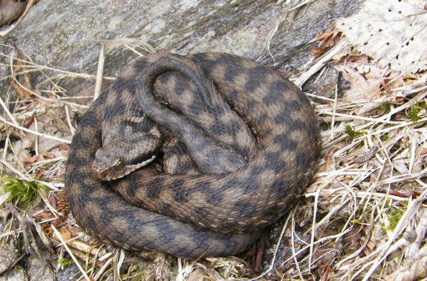 瑞士一条蛇吞大蟾蜍