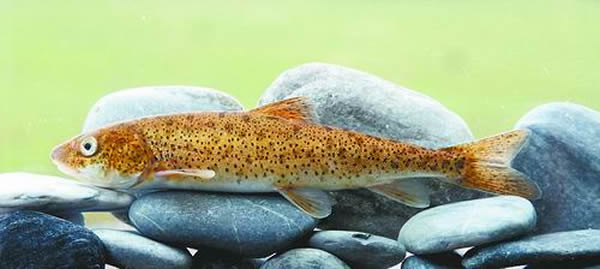 ���������е�Ҷ������������