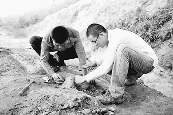 在山东莱阳市南郊金岗口村东北的2号挖掘地点,两名科考队员在挖掘恐龙化石。