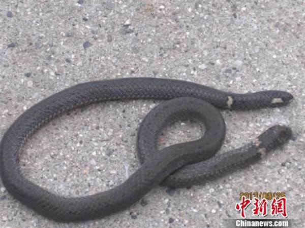 湖北宜昌市民抓到一条双头蛇