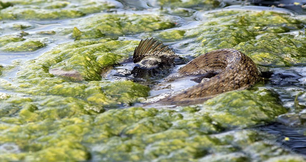 保加利亚池塘中一条蛇艰难吞食鲈鱼