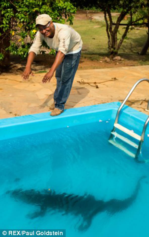 凯门鳄掉进泳池爬不上来,摄影师相救差点被咬