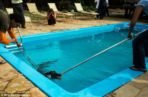 凯门鳄掉进泳池爬不上来,摄影师相救差点被咬