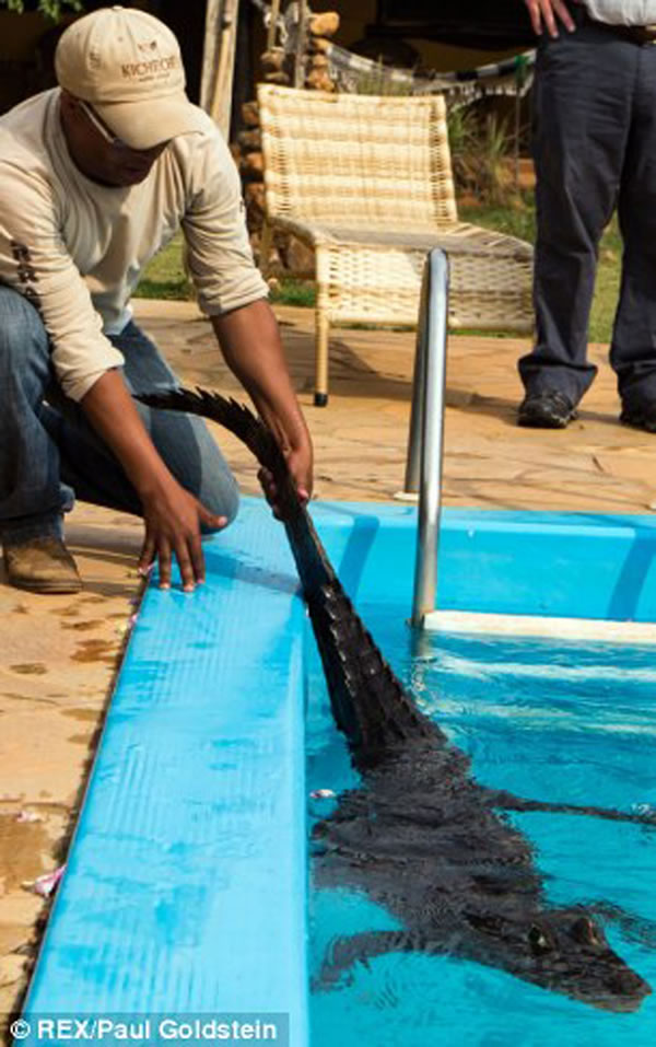 凯门鳄掉进泳池爬不上来,摄影师相救差点被咬