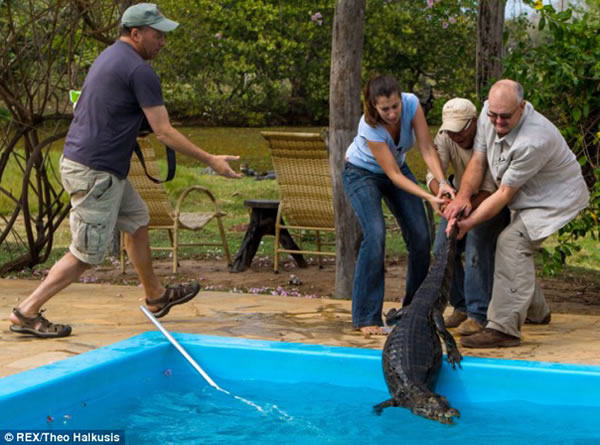 凯门鳄掉进泳池爬不上来,摄影师相救差点被咬
