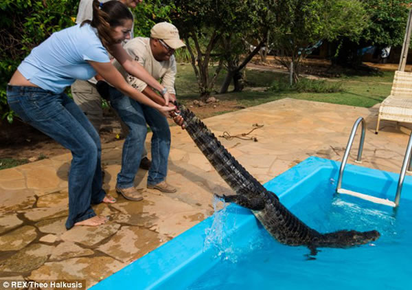 凯门鳄掉进泳池爬不上来,摄影师相救差点被咬