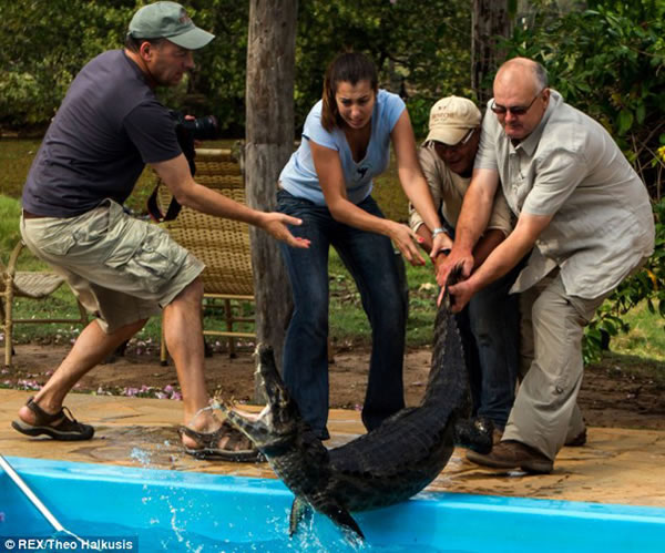 凯门鳄掉进泳池爬不上来,摄影师相救差点被咬