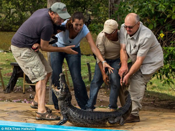 凯门鳄掉进泳池爬不上来,摄影师相救差点被咬