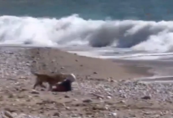 土耳其一只小狗阻止婴儿爬到海里