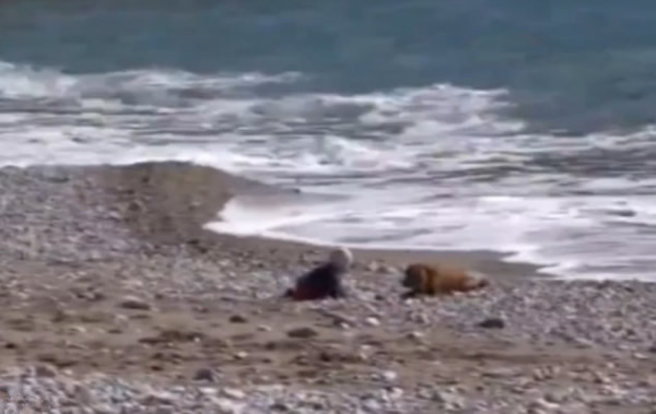土耳其一只小狗阻止婴儿爬到海里