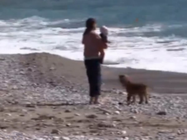 土耳其一只小狗阻止婴儿爬到海里