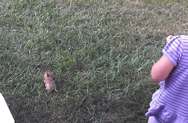 ������������СҰ�øշ���˲��ͱ���ӥ�������