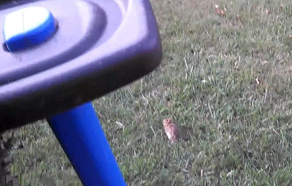 ������������СҰ�øշ���˲��ͱ���ӥ�������