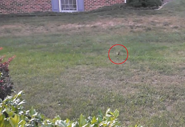 ������������СҰ�øշ���˲��ͱ���ӥ�������