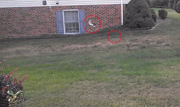 ������������СҰ�øշ���˲��ͱ���ӥ�������