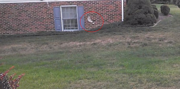 ������������СҰ�øշ���˲��ͱ���ӥ�������