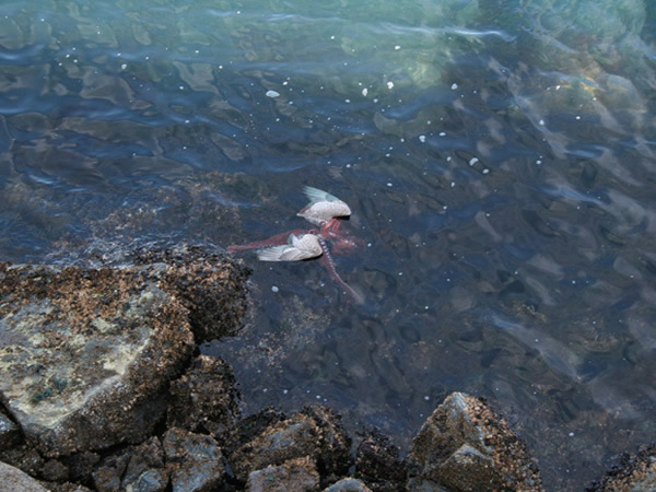 海鸥想捕捉章鱼反被拖下水活吞