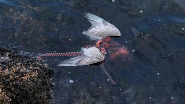 海鸥想捕捉章鱼反被拖下水活吞