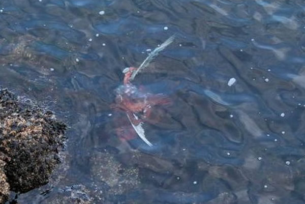 海鸥想捕捉章鱼反被拖下水活吞