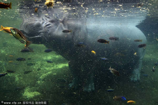 ����ʥ������¶���԰һֻ�����ĺ�������ˮ����ʳ