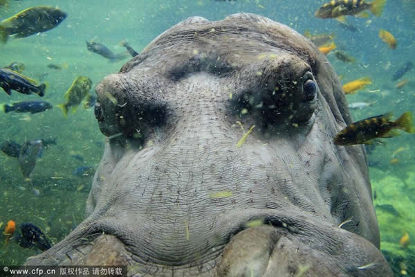 ����ʥ������¶���԰һֻ�����ĺ�������ˮ����ʳ