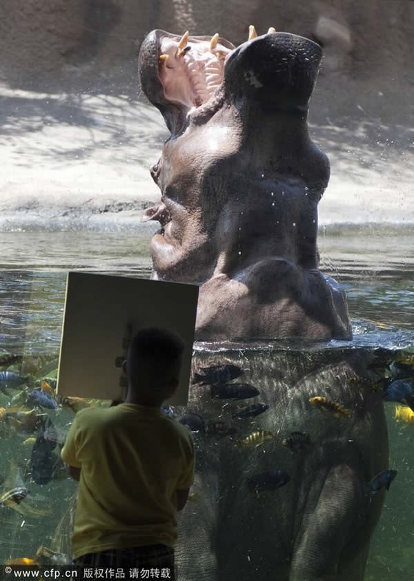 ����ʥ������¶���԰һֻ�����ĺ�������ˮ����ʳ