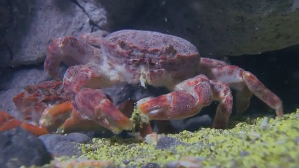 宜兰龟山岛特有生物「乌龟怪方蟹」生活在摄氏140度的热泉里。