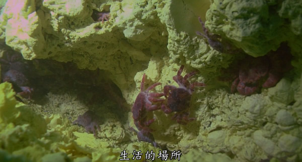 乌龟怪方蟹躲在硫磺裂缝中