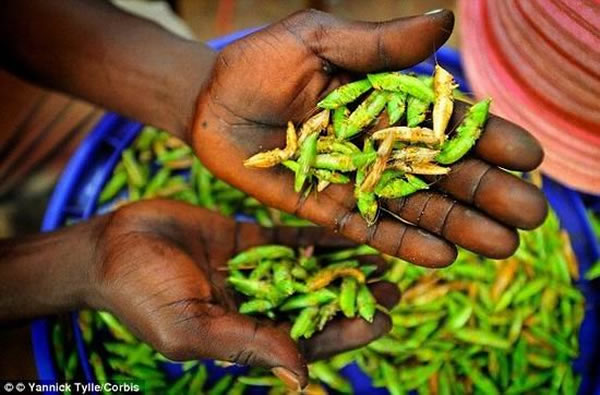 来自加拿大麦吉尔大学的大学生获得了霍尔特奖提供了100万美元奖金,他们提出的“蝗虫面粉”方案可有助于解决全球贫民的粮食短缺问题。他们计划在墨西哥、泰国和肯尼亚大