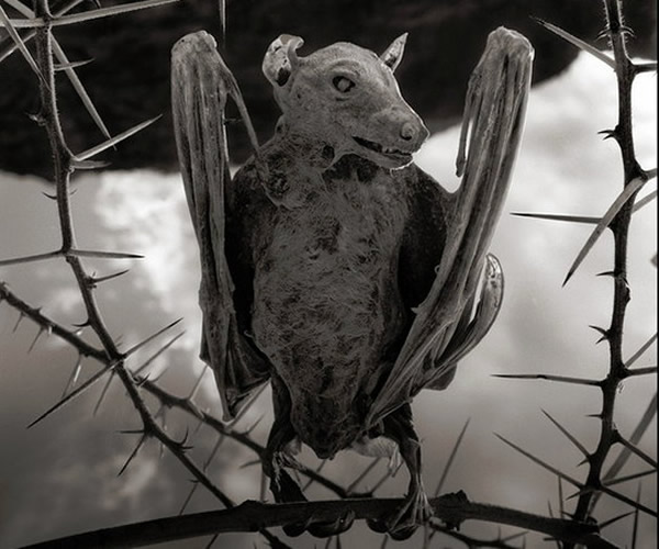 坦桑尼亚恐怖“纳特龙湖”使任何碰触到湖水的动物化为石头