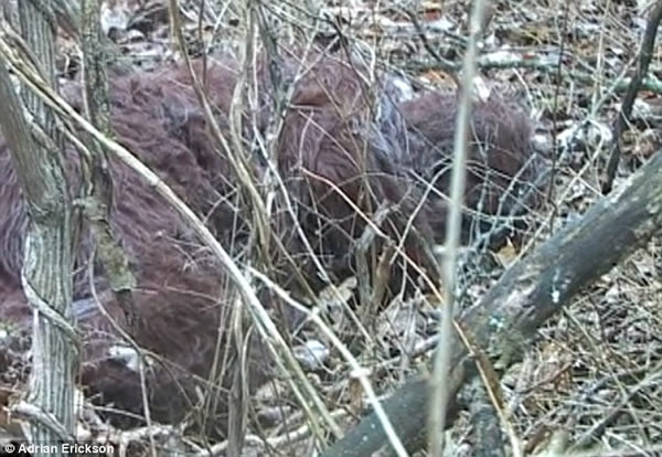 拍摄到类猿生物视频