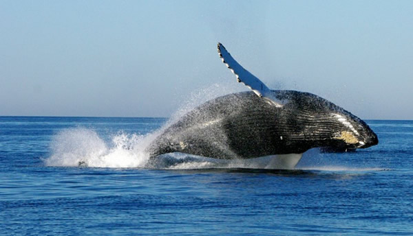 ���ô󺣰���ͷ��Ծ���������ͬ������