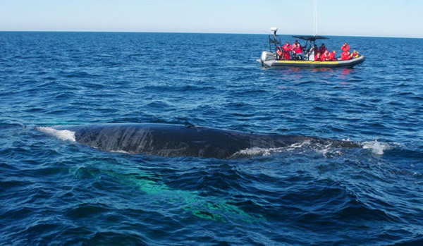 ���ô󺣰���ͷ��Ծ���������ͬ������