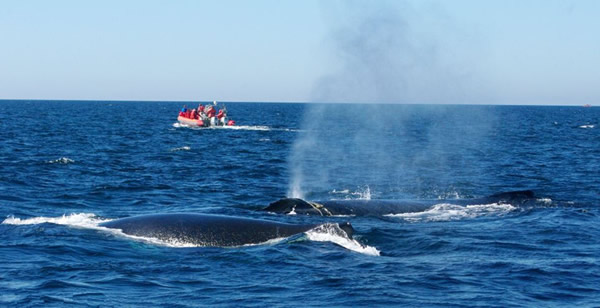 ���ô󺣰���ͷ��Ծ���������ͬ������