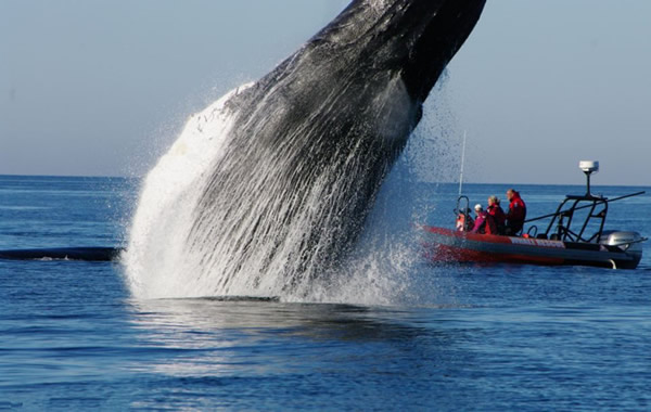 ���ô󺣰���ͷ��Ծ���������ͬ������