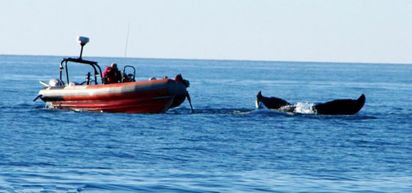 ���ô󺣰���ͷ��Ծ���������ͬ������