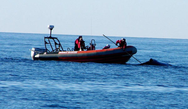 ���ô󺣰���ͷ��Ծ���������ͬ������