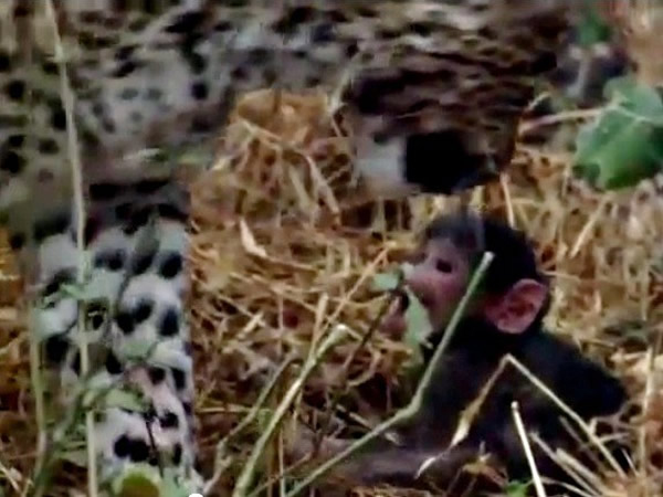非洲花豹猎杀母猴后心生愧疚照顾小猴