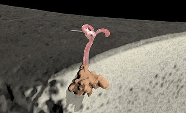 �Ծ���ʬ��Ϊʳ�ġ������������������