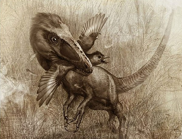 像狼一样的恐龙:中华美羽龙