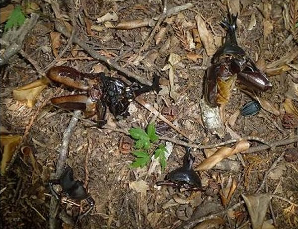 日本森林惊现300只身首异处的甲虫