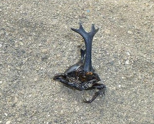 日本森林惊现300只身首异处的甲虫