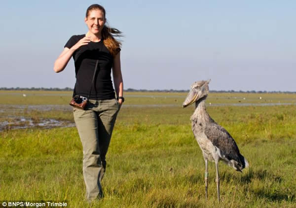 翻版渡渡鸟:鲸头鹳