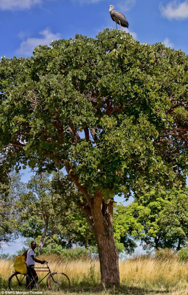 翻版渡渡鸟:鲸头鹳