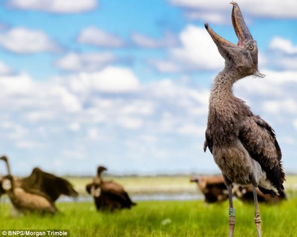 翻版渡渡鸟:鲸头鹳