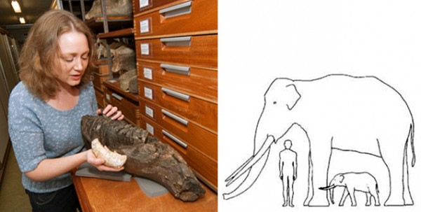 地史时期真的存在过迷你猛犸象