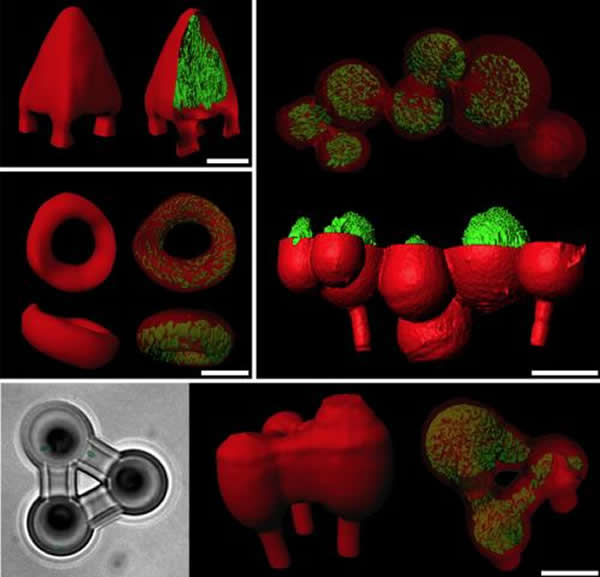 3D打印可以让科研人员设计细菌群落