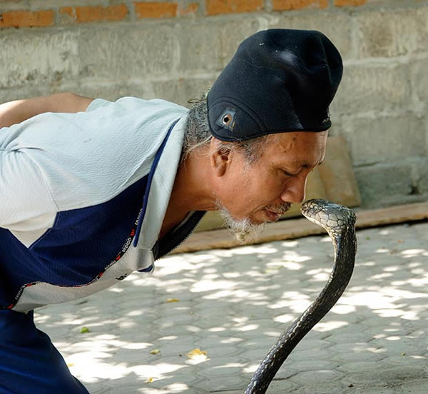 与8条眼镜王蛇同住 印尼“老蛇王”遭2次「死亡之吻」都幸存