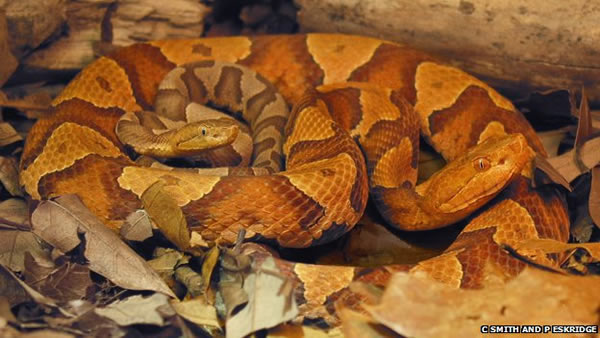 美国研究人员发现有野生蛇种能够“处女生子”